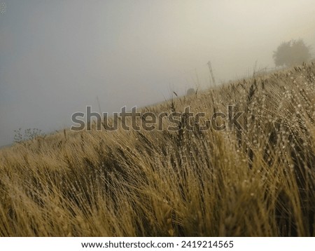 Early morning fog in wheat field