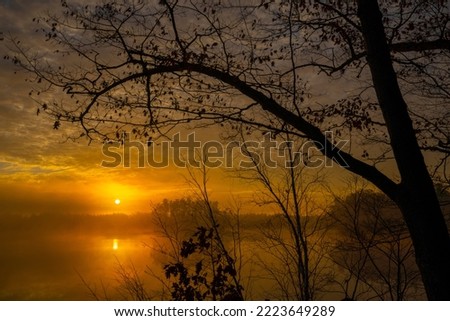 Early morning foggy sunrise with silhouetted trees.
