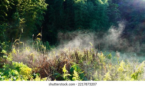 Early Morning Forest With Steam Rising