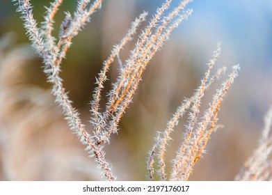 Early Morning Frost Covered Twigs In The New England Town Of Stowe Vermont, USA