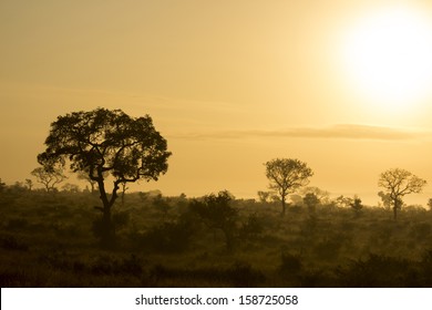 Early morning golden sunrise across the African bushveld - Shutterstock ID 158725058