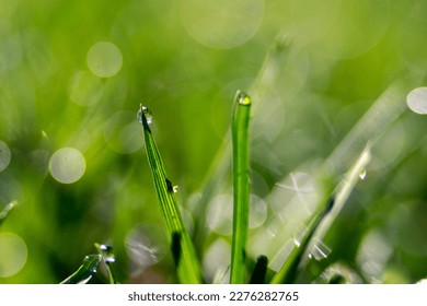 early morning grass dew on back yard lawn - Shutterstock ID 2276282765
