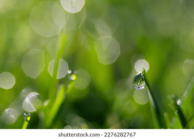 early morning grass dew on back yard lawn - Shutterstock ID 2276282767