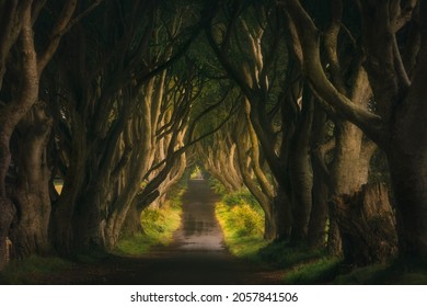 Early Morning With Haze And Worm Sunlight At The Dark Hedges, County Antrim, Northern Ireland. Filming Location Of Popular TV Show Game Of Thrones