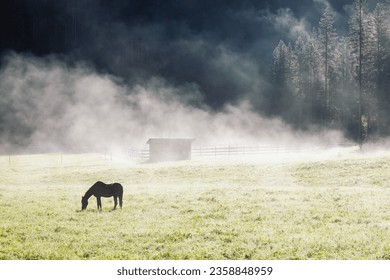 Early morning landscape with lonely horse silhouette in fog, grazing on green farm field. Domestic horse animal on pasture at horse ranch 