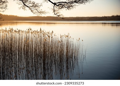 An early morning of a large lake in Denmark. There are many reeds in the water, and a tree is above.