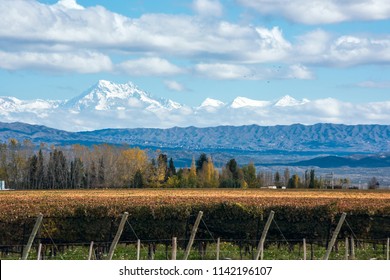 Early morning in the late autumn: Volcano Aconcagua Cordillera and Vineyard. Andes mountain range, in the Argentine province of Mendoza

