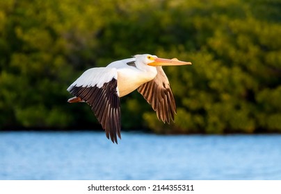 In early morning light, an American white pelican bird is flying over a pond at Ding Darling National Wildlife Refuge on Sanibel Island, Florida.