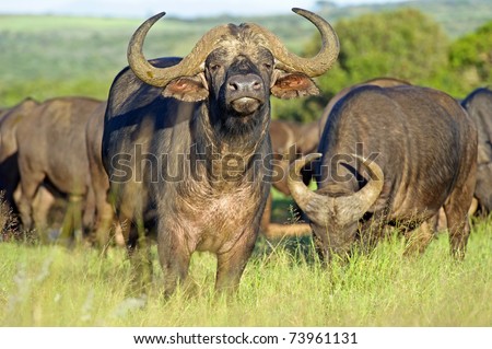 Early morning light on a herd of buffalo