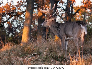 Early morning light on a trophy whitetail deer.  Antlers shedding velvet, yet some remnants of velvet remain.  Autumn in Wisconsin