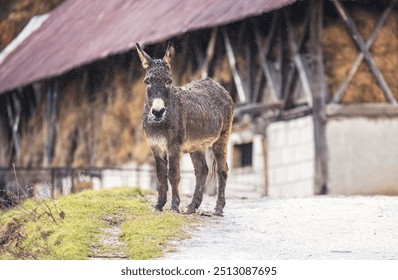 In the early morning light, a solitary donkey stands on a misty path, surrounded by lush grass and the rustic charm of a weathered barn in the background - Powered by Shutterstock