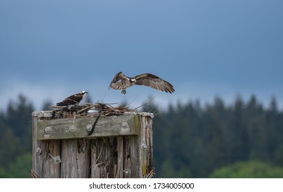 osprey vancouver