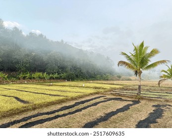 Early morning mist with harvested rice fields  - Powered by Shutterstock