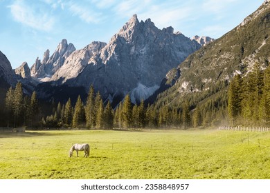 Early morning mountains landscape with lonely white horse, grazing on green farm field. Domestic horse animal on pasture in horse ranch 