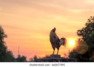 Early morning of new day concept: Silhouette rooster on blurred beautiful sunrise sky with sun light in farm autumn background - Shutterstock ID 663677395