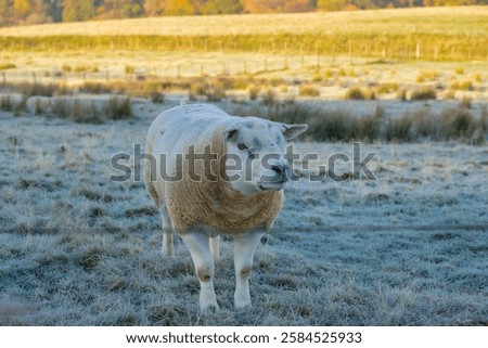 Similar – Image, Stock Photo Sheep in the early morning sun in the dune grass on Sylt