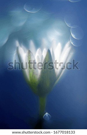 Similar – White garden dahlia against a blue sky