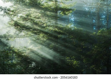 Early Morning Redwood Forest Mist Scenery. Scenic Woodland Place. Redwoods National Park, Crescent City, United States Of America.