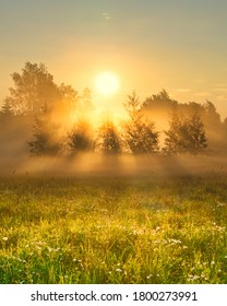 Early morning scenery in field. Sun casting beautiful rays of light through the mist and trees. Vibrant rays of sunlight in hazy meadow. Chamomile field in sunshine. Yellow sunrise with fog in summer. - Shutterstock ID 1800273991