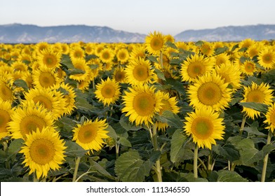 Early Morning Shot Of A Field Of Sunflowers, Central Valley Or California, Hills In The Background