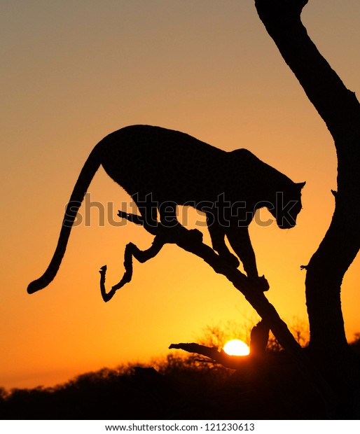 Early Morning Silhouette Leopard Tree Sunrise Stock Photo (Edit Now ...
