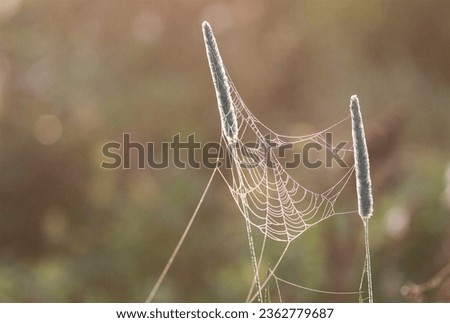 Early morning. Spider web with drops of dew. Cobweb between plants in a meadow.