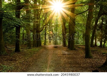 early morning sun rays shine through the trees of the Kaapse Bossen on a walking path on the Utrechtse Heuvelrug near the village of Doorn