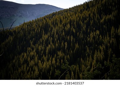 Early In The Morning As The Sun Rises Over Top Of The Mountain Peaks The Sun Begins To Gently Kiss The Tree Tops Of The Pine Forrest Canopy On A Beautiful Warm Summers Day Hike. 