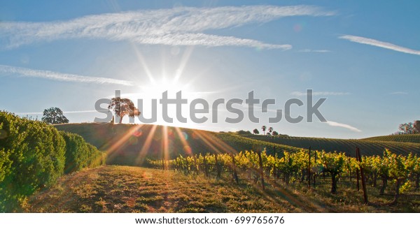 Early morning sun shining next to Valley Oak tree\
on hill in Paso Robles wine country in the Central Valley of\
California United States