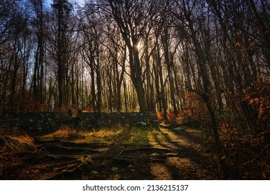 Early Morning Sun Through Woodland Trees With An Old Stone Wall