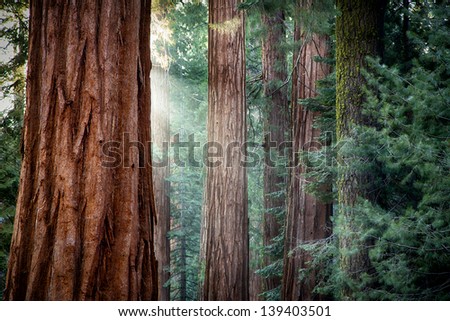 Early morning sunlight in the Sequoias of Mariposa Grove, Yosemite National Park, California, USA