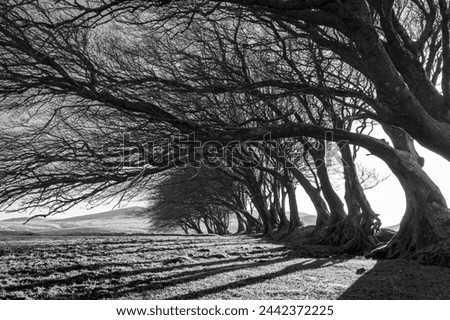 Early morning sunlight streaming through a tree hedgerow in winter, Dartmoor, Devon, England, United Kingdom, Europe