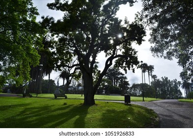 Early Morning Sunrise In Auckland City Park