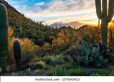 Early morning sunrise in Saguaro National Park West. Sonoran Desert landscape, prickly pear cactus and cholla cacti. Palo verde trees, beautiful sky, pretty clouds and mountains. Tucson, Arizona. 2019