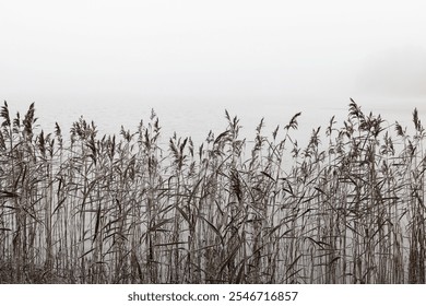 In the early morning, a thick fog blankets the lake, while tall grass sways gently at the water's edge, creating a peaceful and calming ambiance in nature. - Powered by Shutterstock