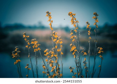 In the early morning, vibrant yellow wildflowers stand tall by a calm body of water, creating a picturesque view against a serene backdrop of nature.Bright yellow wildflowers bloom along the water' - Powered by Shutterstock