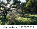 Early morning view of native California oak tree meadow at Santa Monica Mountains National Recreation Area near Los Angeles.  