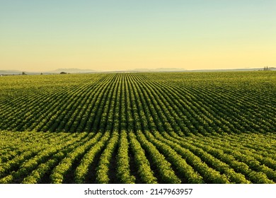 An early morning view of the rows in a field of potatoes in the rolling fertile farm fields of Idaho. - Powered by Shutterstock