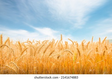  Early morning wheat fields in the countryside under a clear sky - Powered by Shutterstock