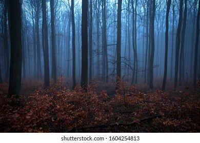 Early morning in winter forest, without snow, only ground covered with dry leaves and foggy background in blue tint