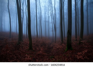 Early morning in winter forest, without snow, only ground covered with dry leaves and foggy background in blue tint