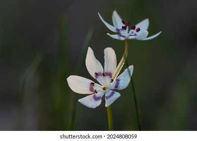 Early Nancy Flowering Sandy Creek