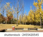 In early November, autumn has begun, and the leaves have started to turn yellow