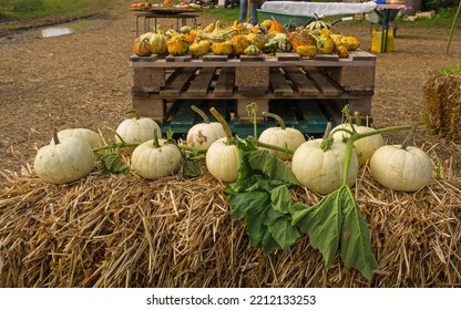 An Early October Display Of Pumpkins In A Pumpkin Farm Field In North East Italy