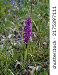 Early purple orchid (Orchis mascula) in the Caurel mountains, Galicia, Spain
