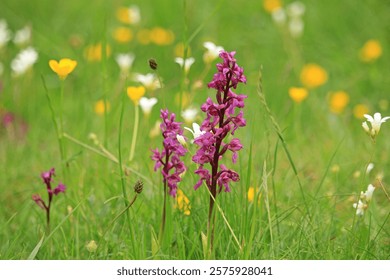 Early purple orchid, Orchis mascula, in flower in a meadow in Lathkill Dale, Derbyshire, UK