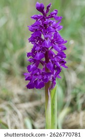 Early purple orchid, orchis mascula