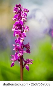 Early Purple Orchid (Orchis mascula)