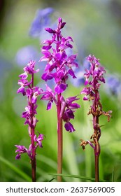 Early Purple Orchid (Orchis mascula)
