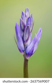 Early Purple Orchid (Orchis mascula)